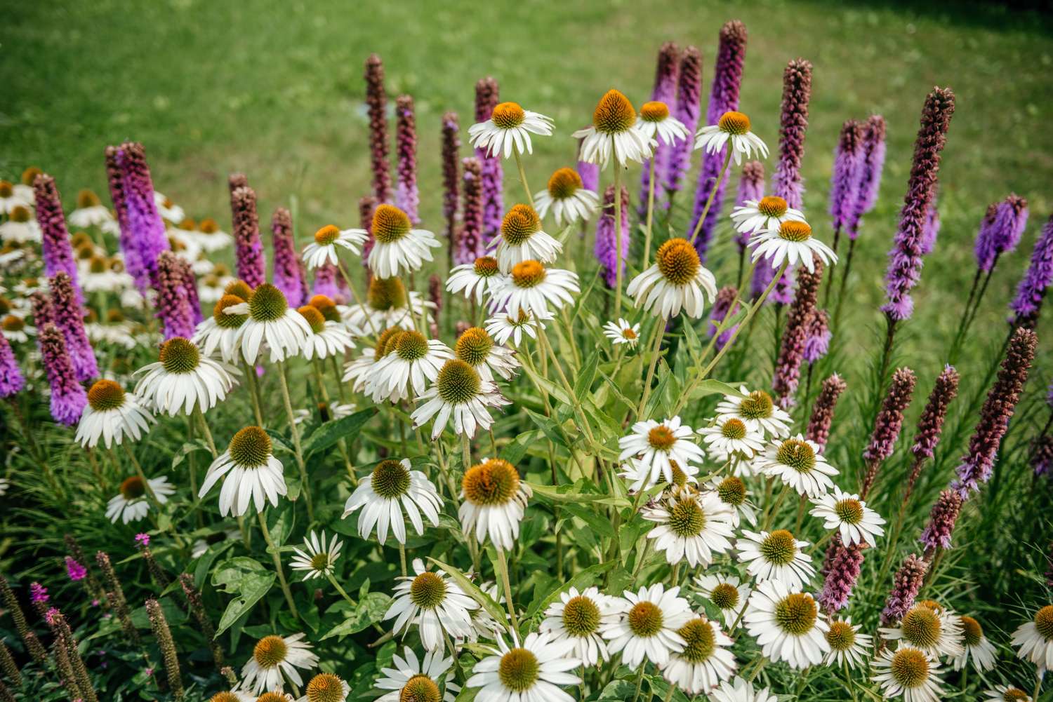 Punahattu 'White Swan'